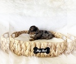 Small #6 Dachshund