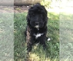 Small Photo #12 Bernedoodle Puppy For Sale in BOWLING GREEN, KY, USA
