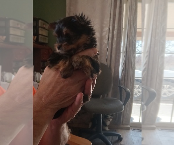 Medium Photo #4 Yorkshire Terrier Puppy For Sale in JAMAICA, IA, USA