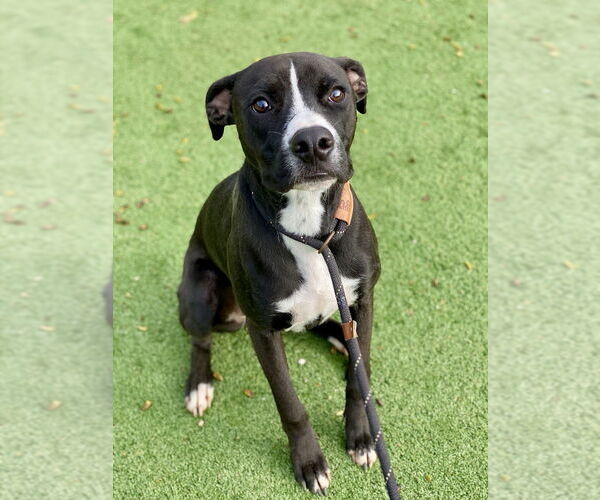 Medium Photo #2 Boxer-Unknown Mix Puppy For Sale in Austin, TX, USA