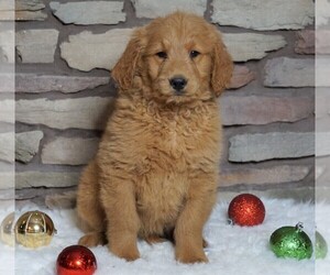 Goldendoodle-Poodle (Standard) Mix Puppy for sale in FREDERICKSBG, OH, USA