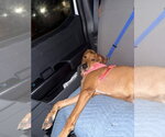 Small #1 Labrador Retriever Mix