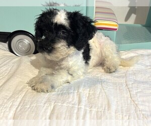 Schnoodle (Miniature) Puppy for sale in MORENO VALLEY, CA, USA