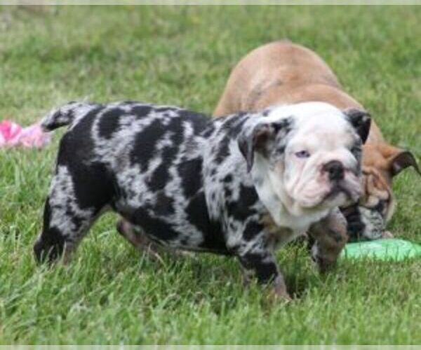 Medium Photo #4 French Bulldog Puppy For Sale in MARSHFIELD, MO, USA