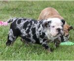 Small #3 French Bulldog