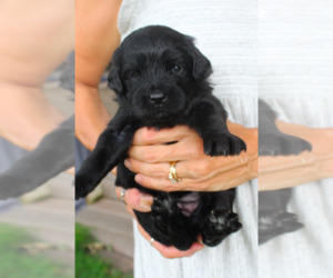 English Cream Golden Retriever-Poodle (Miniature) Mix Puppy for sale in GOLDEN, CO, USA