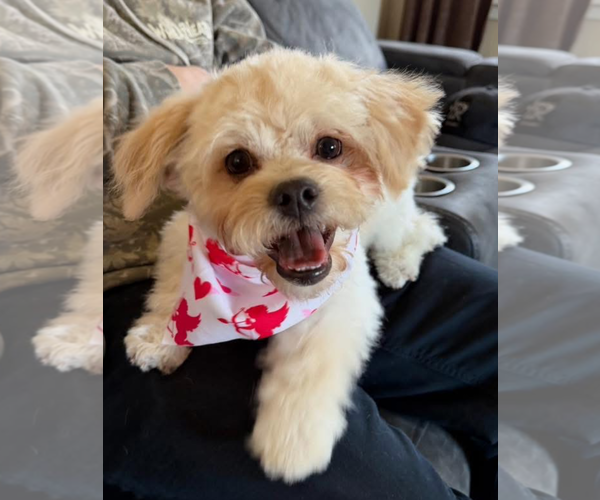 Medium Photo #3 Maltipoo (Miniature) Puppy For Sale in Bellevue, WA, USA