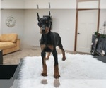 Small #9 Doberman Pinscher