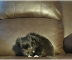 Small Photo #26 Chihuahua Puppy For Sale in HAYES, VA, USA