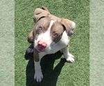 Small #5 American Pit Bull Terrier Mix