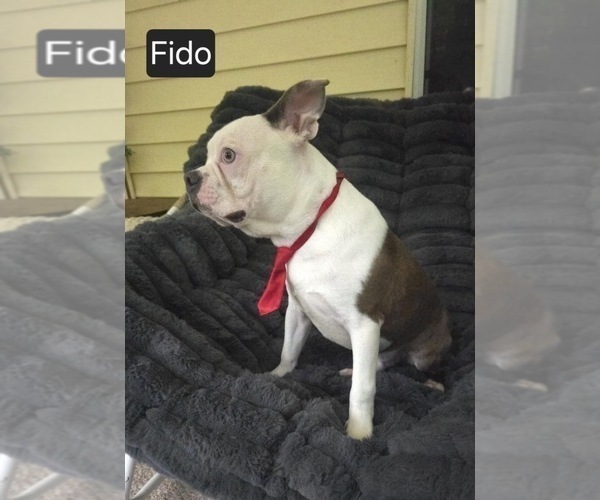 Medium Photo #3 Boston Terrier Puppy For Sale in MINERAL WELLS, WV, USA