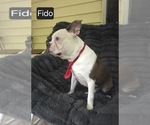 Small #2 Boston Terrier