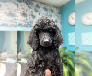 Poodle (Standard) Puppy for sale in TITUSVILLE, FL, USA