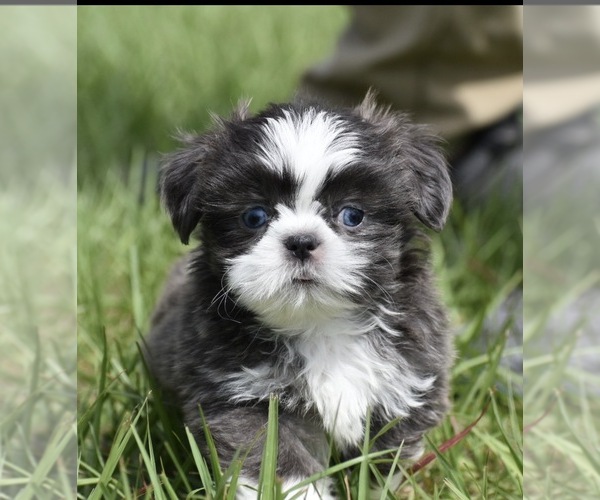 Medium Photo #1 Shih Tzu Puppy For Sale in PALM COAST, FL, USA