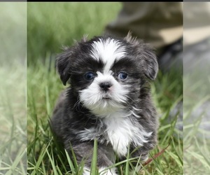 Shih Tzu Puppy for sale in PALM COAST, FL, USA