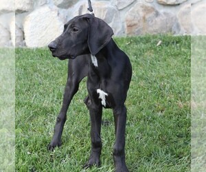 Great Dane Puppy for sale in GOSHEN, IN, USA