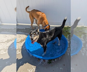 Raya - Female Australian Shepherd-Unknown Mix Dog for Adoption - Photo #4