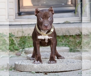 American Bully Puppy for sale in CHAMPAIGN, IL, USA