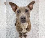 Small #2 American Pit Bull Terrier Mix