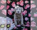 Small Photo #3 Labrador Retriever Puppy For Sale in NEW HOLLAND, PA, USA