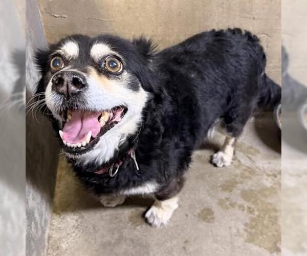 Medium Photo #1 Cockapoo (Miniature) Puppy For Sale in San Martin, CA, USA