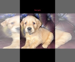 Golden Retriever Puppy for sale in ATHENS, OH, USA