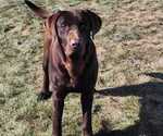 Small Photo #1 Labrador Retriever Puppy For Sale in BARRON, WI, USA