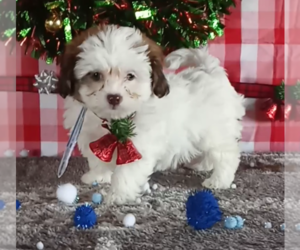 Zuchon Puppy for sale in FREDERICKSBURG, OH, USA