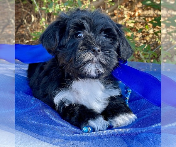 Medium Photo #2 Yorkie-ton Puppy For Sale in MC CLURE, PA, USA