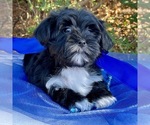 Small Photo #2 Yorkie-ton Puppy For Sale in MC CLURE, PA, USA