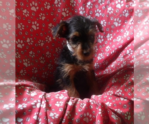Medium Photo #3 Yorkshire Terrier Puppy For Sale in PATERSON, NJ, USA