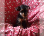 Small #2 Yorkshire Terrier