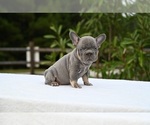 Puppy Rhino French Bulldog