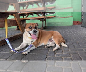 Beagle-Unknown Mix Dogs for adoption in Las Vegas, NV, USA