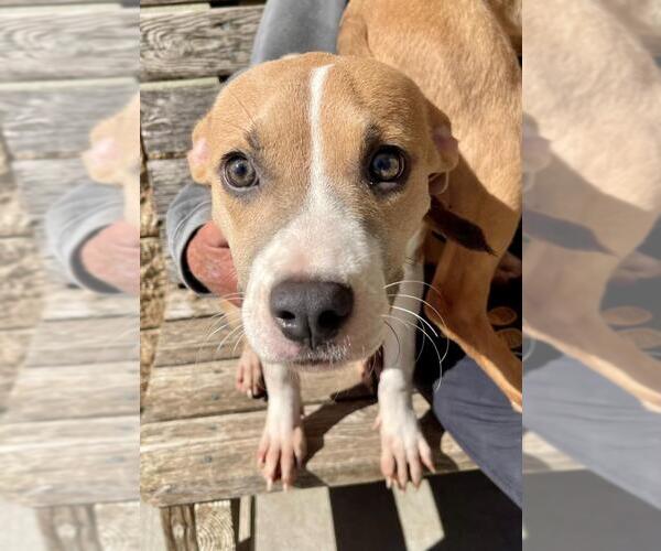 Medium Photo #1 Mutt Puppy For Sale in Tulsa, OK, USA