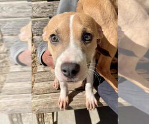 FRANNY - Female Mutt Dog for Adoption