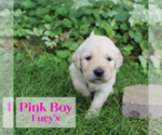 Puppy Pink Golden Retriever