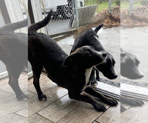 Ricky - Male Labrador Retriever Dog for Adoption - Photo #5