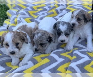 Schnoodle (Miniature) Puppy for sale in ROCK STREAM, NY, USA