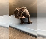 Small Photo #3 Bulldog Puppy For Sale in MISSOURI CITY, TX, USA