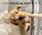 Small #5 Cavapoo