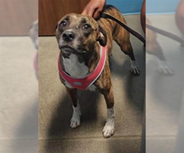 Medium Photo #1 Whippet Puppy For Sale in Houston, TX, USA