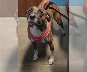 Whippet Dogs for adoption in Houston, TX, USA