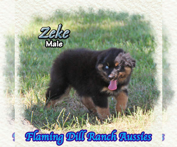 Medium Photo #1 Miniature Australian Shepherd Puppy For Sale in FORESTBURG, TX, USA