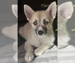 Puppy Pershephone Pomsky