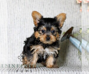 Yorkshire Terrier Puppy for sale in LITITZ, PA, USA
