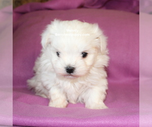Maltese Puppy for sale in JUNIPER HILLS, CA, USA