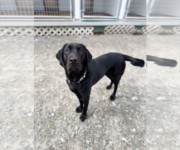 Medium Photo #4 Labrador Retriever-Unknown Mix Puppy For Sale in West Cornwall, CT, USA
