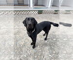 Small #3 Labrador Retriever Mix