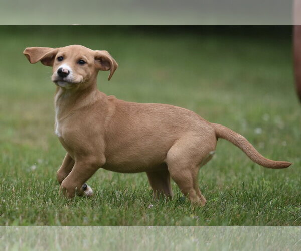 Medium Photo #1 Labrador Retriever-Unknown Mix Puppy For Sale in Mechanicsburg, PA, USA